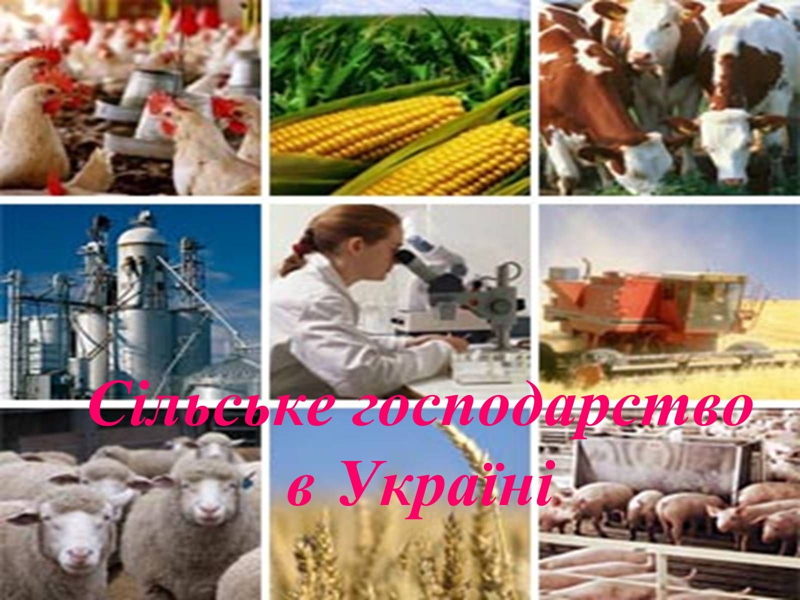 Презентація на тему «Твоя країна — Україна, і ти — її громадянин» - Слайд #23