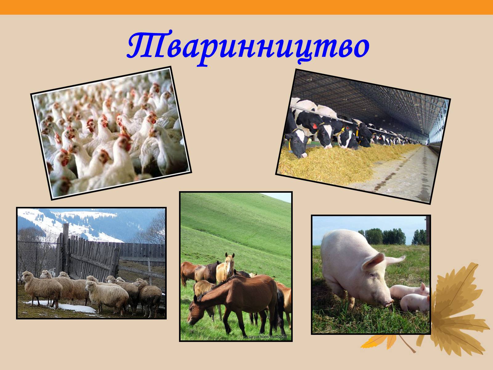 Презентація на тему «Твоя країна — Україна, і ти — її громадянин» - Слайд #25