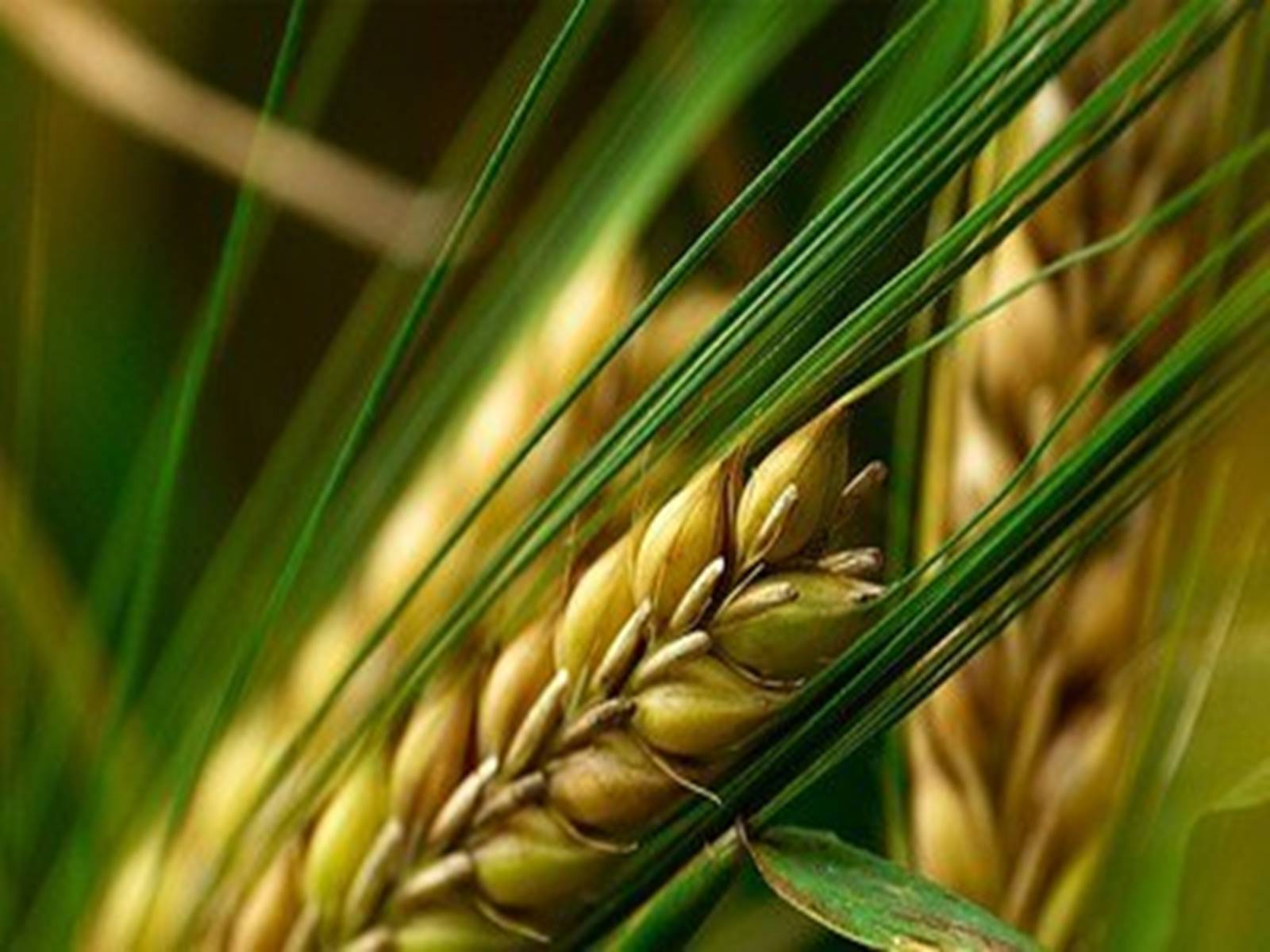 Качество и безопасность зерна