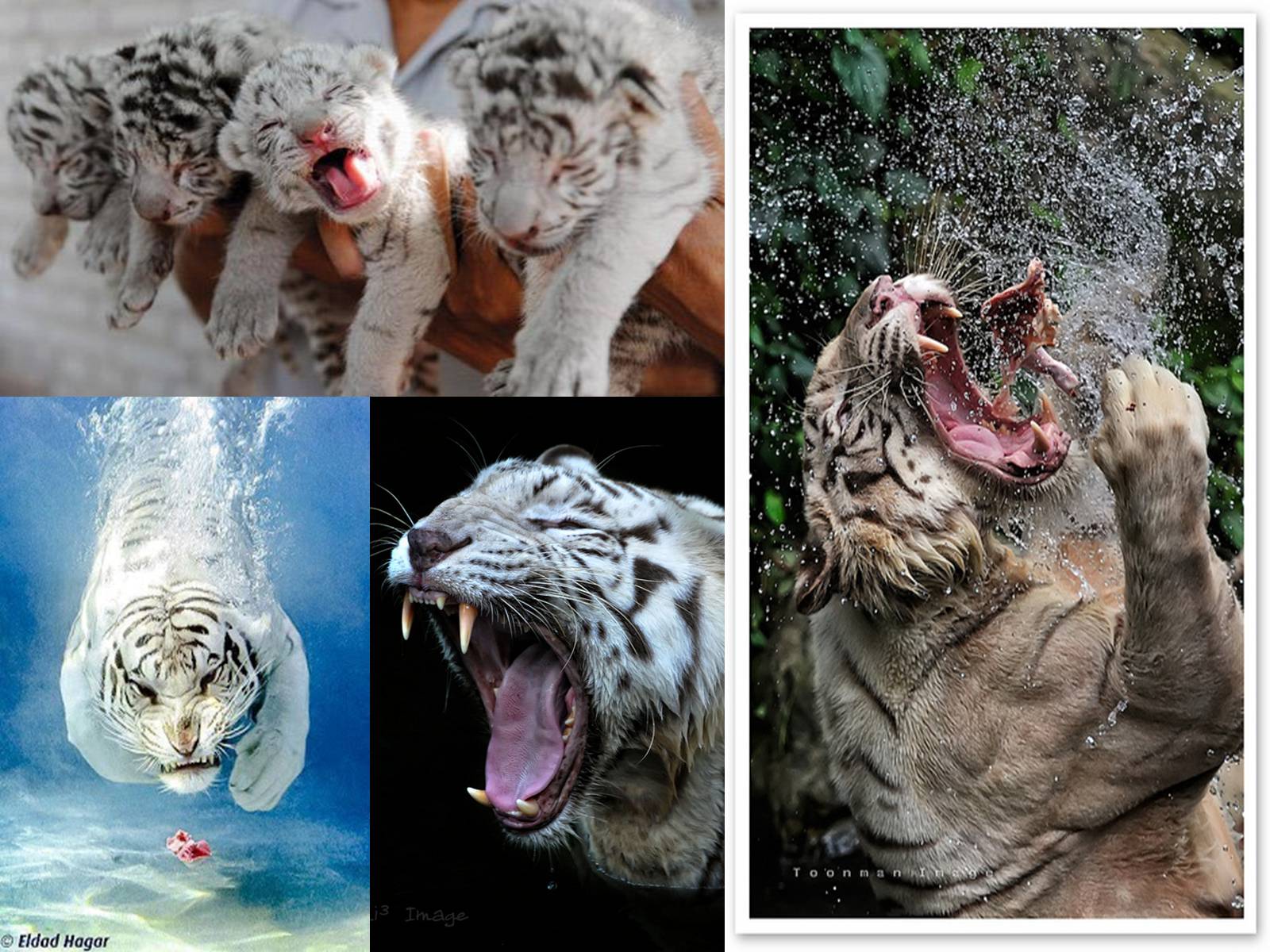 Презентація на тему «White Tiger» - Слайд #11