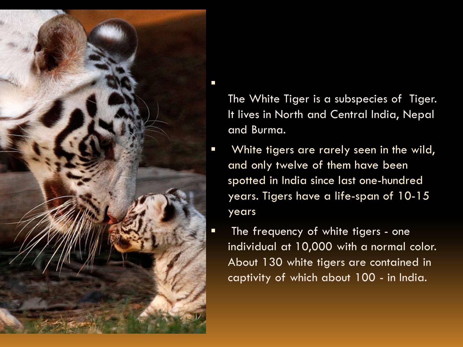 Презентація на тему «White Tiger» - Слайд #2