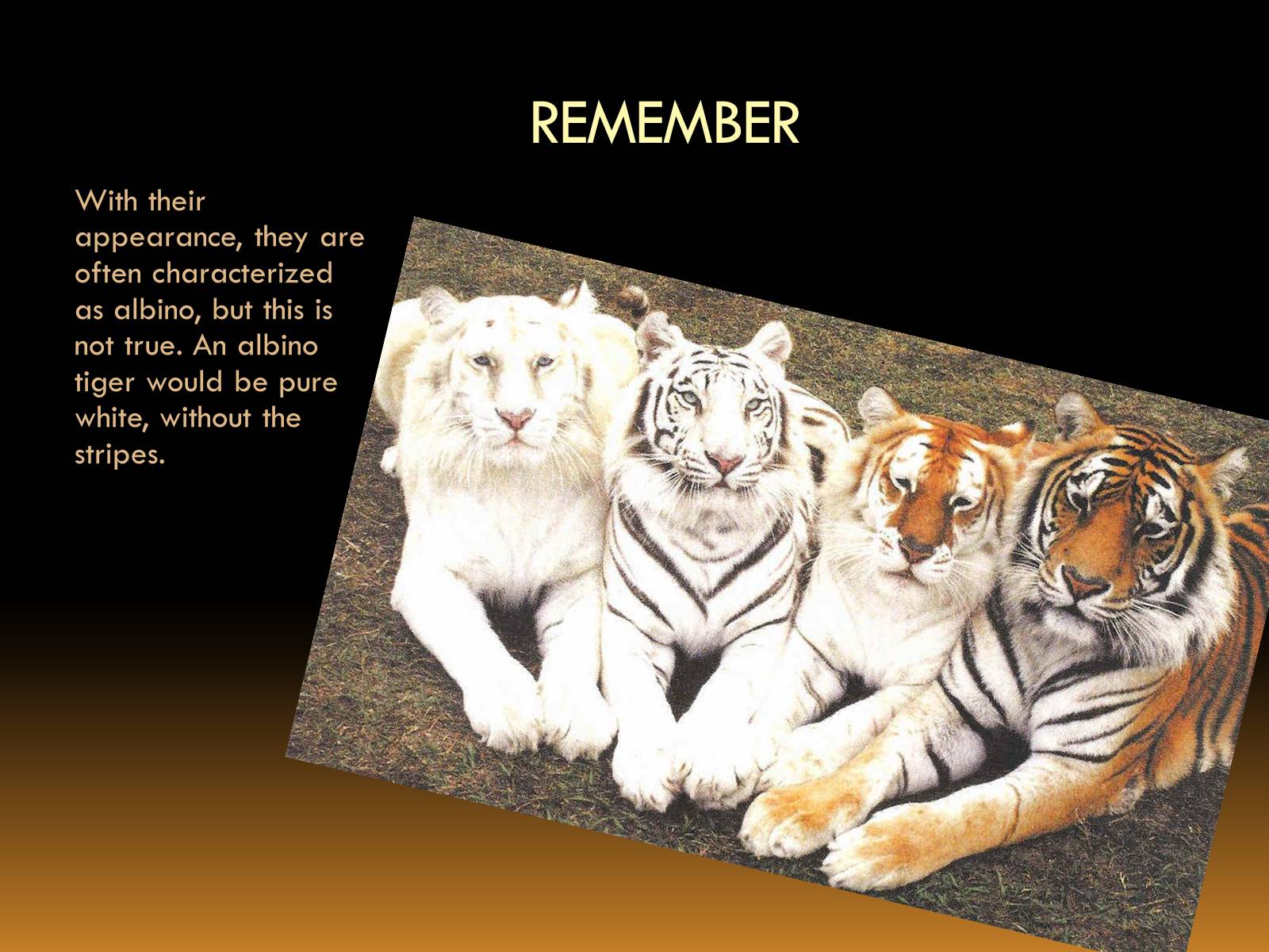 Презентація на тему «White Tiger» - Слайд #4