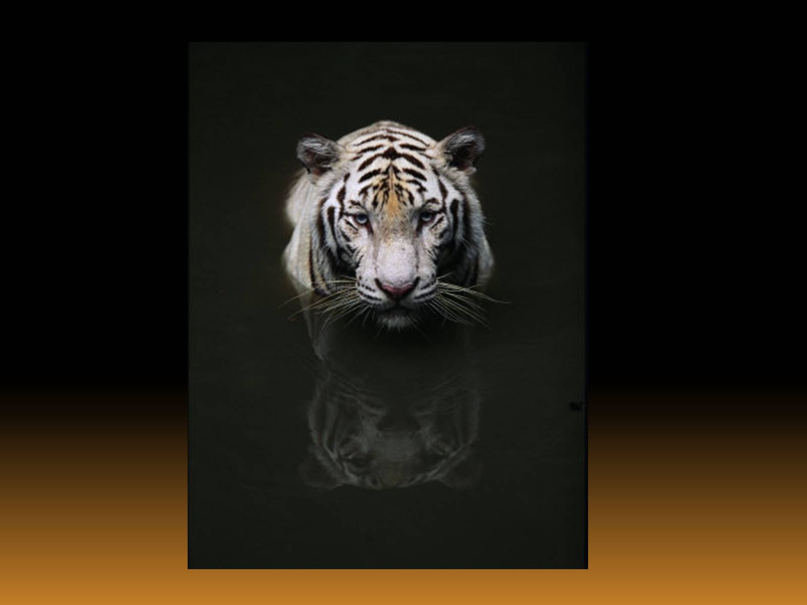 Презентація на тему «White Tiger» - Слайд #8