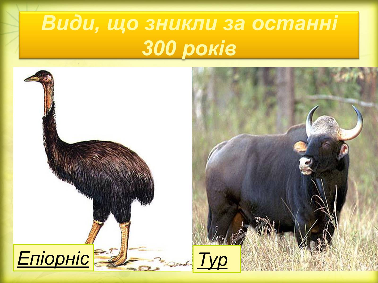 Презентація на тему «Історичний розвиток органічного світу» (варіант 2) - Слайд #24