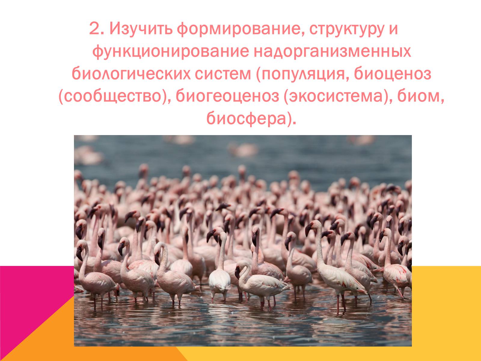 Презентація на тему «Экология, как наука: ее предмет и задачи» - Слайд #8