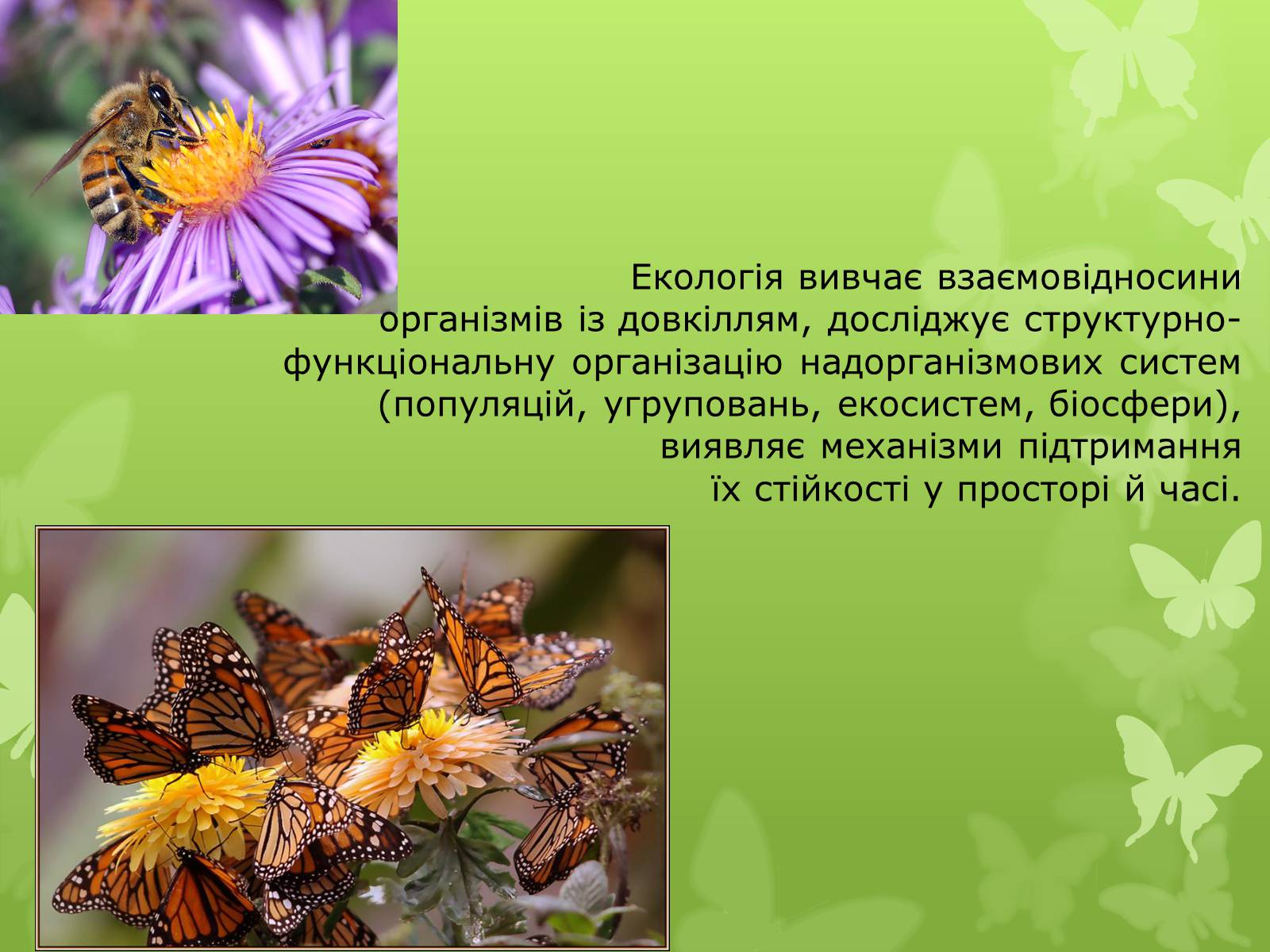 Презентація на тему «Екологія як наука про довкілля» (варіант 4) - Слайд #4