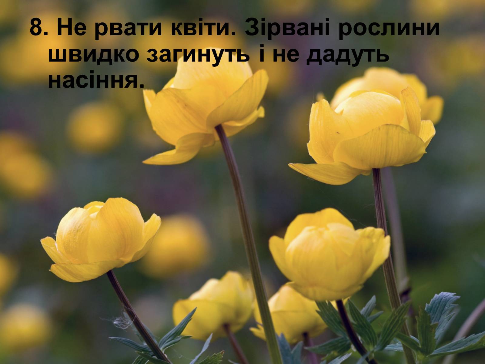 Презентація на тему «Правила поведінки в природі» - Слайд #10