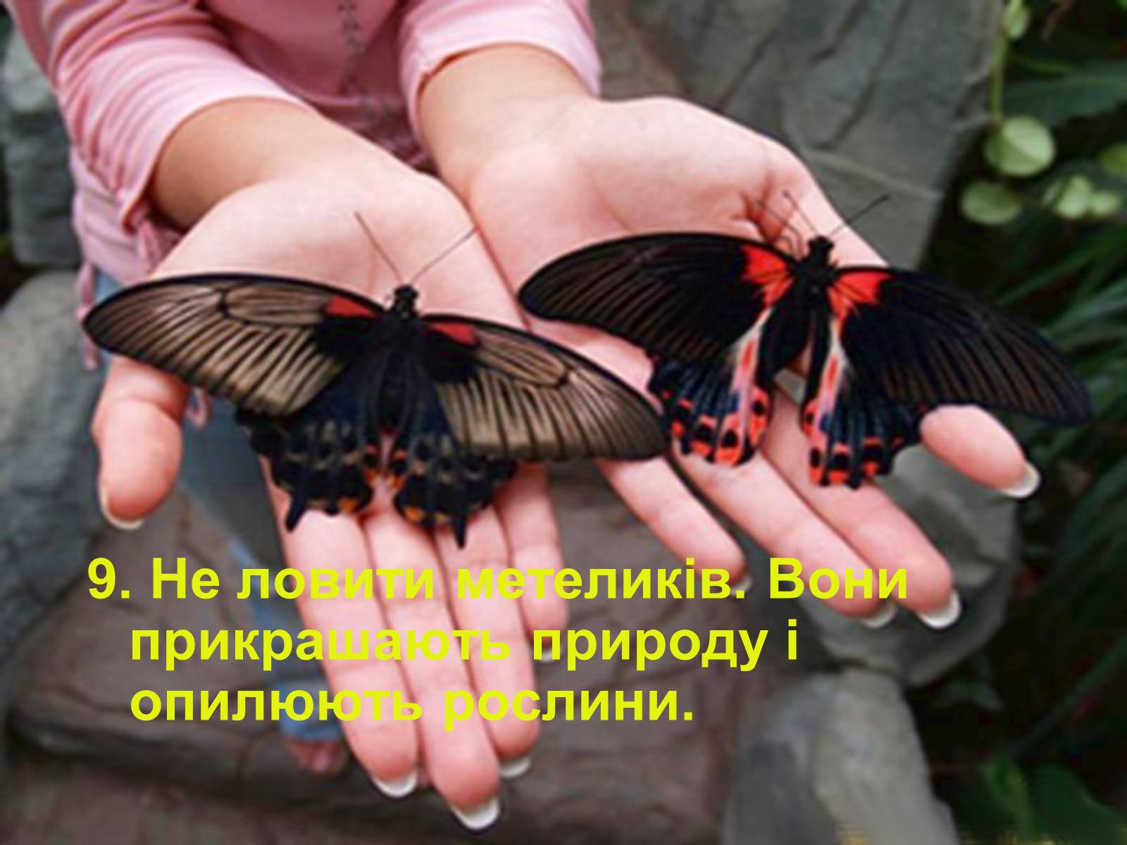 Презентація на тему «Правила поведінки в природі» - Слайд #11