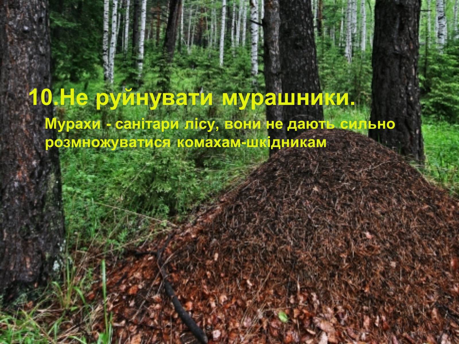 Презентація на тему «Правила поведінки в природі» - Слайд #12