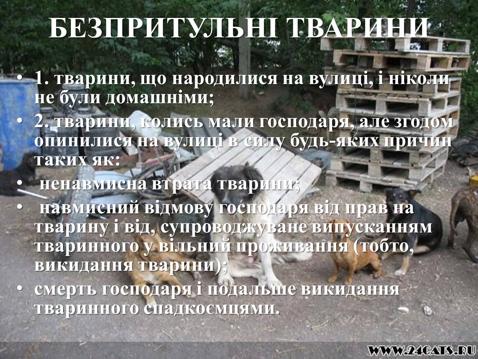 Презентація на тему «Захист безпритульних тварин» - Слайд #11