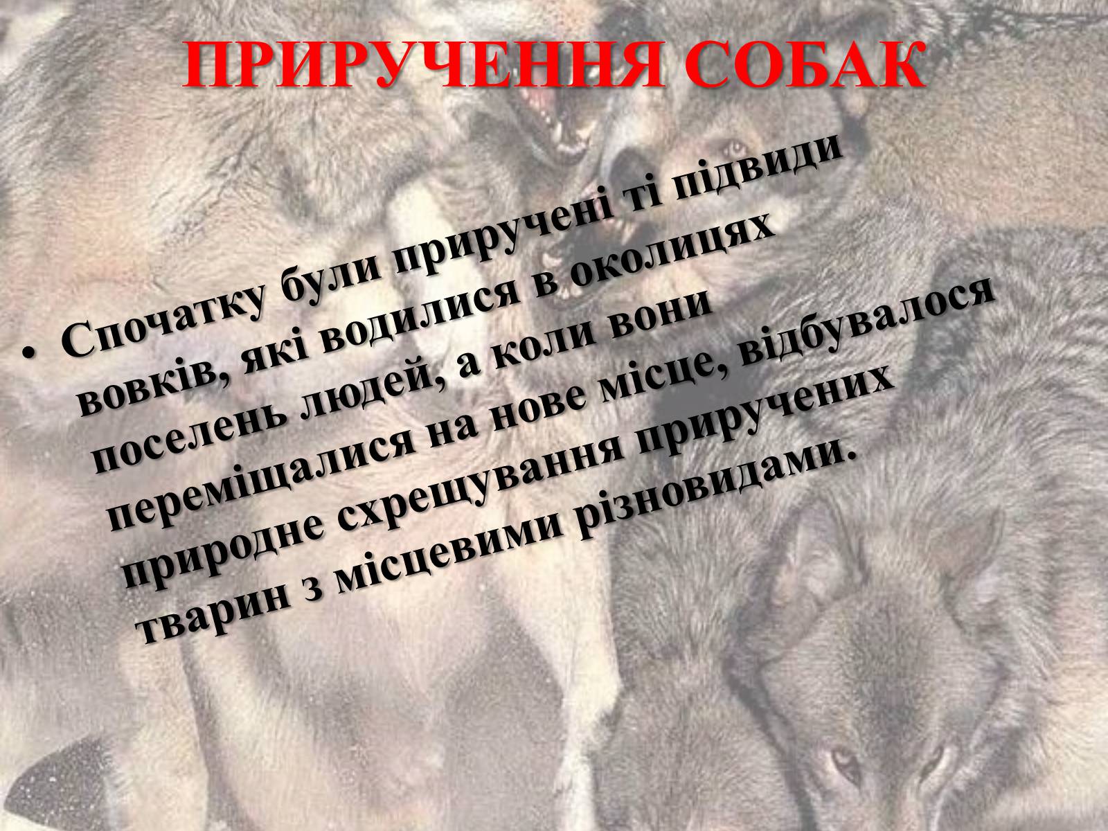 Презентація на тему «Захист безпритульних тварин» - Слайд #5