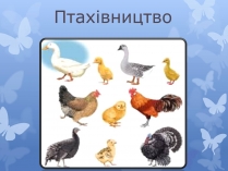 Презентація на тему «Птахівництво» (варіант 2)