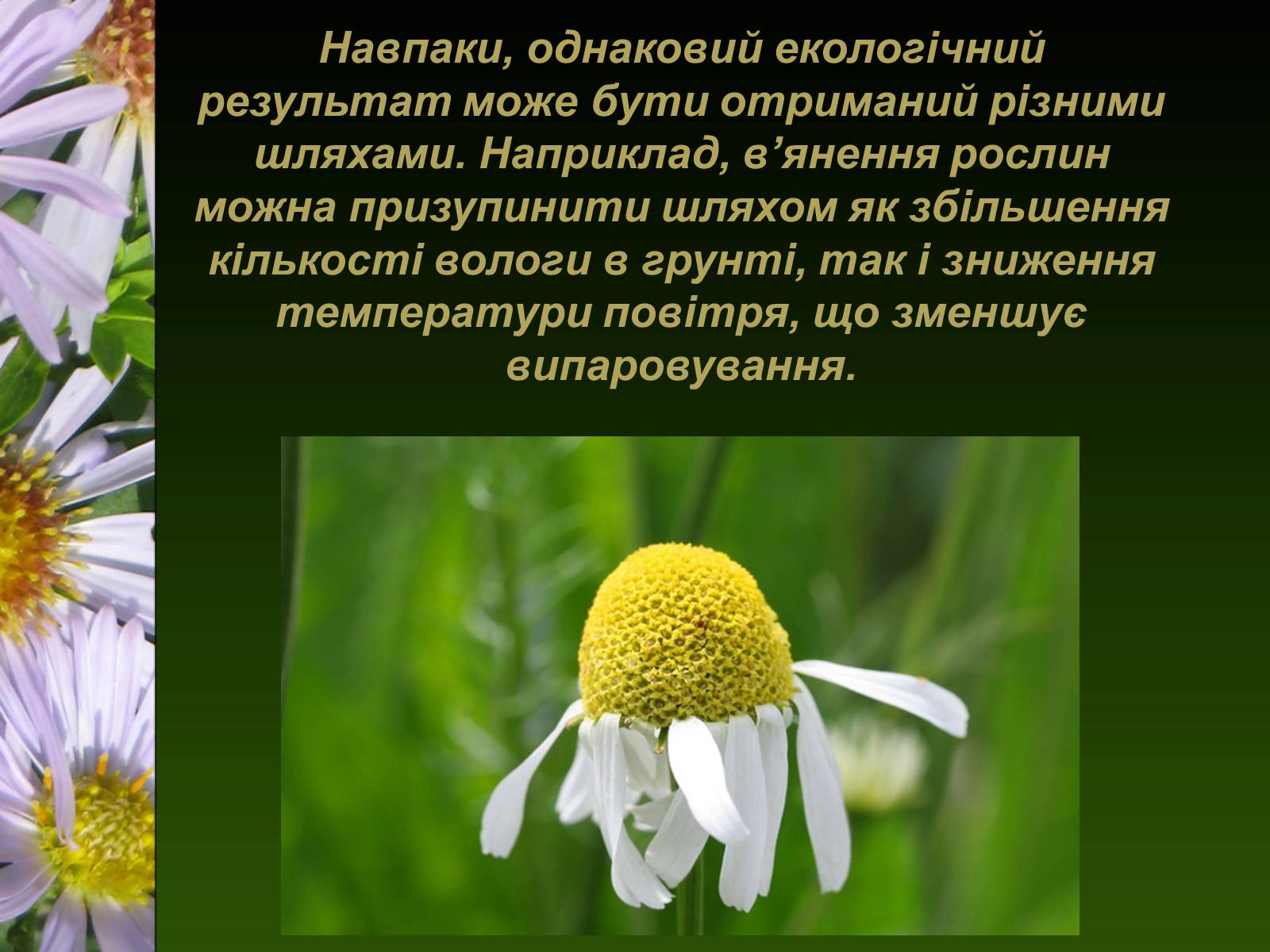 Презентація на тему «Екологічні чинники» (варіант 1) - Слайд #21