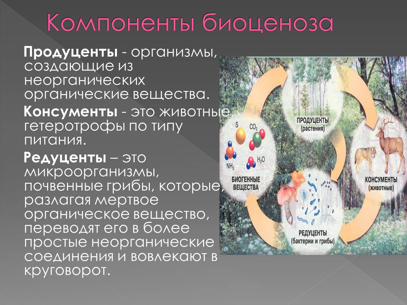 Продуценты разлагают минеральные вещества. Компоненты биоценоза. Презентация на тему биоценоз. Гетеротрофный компонент биоценоза. Одна из составных частей биоценоза.