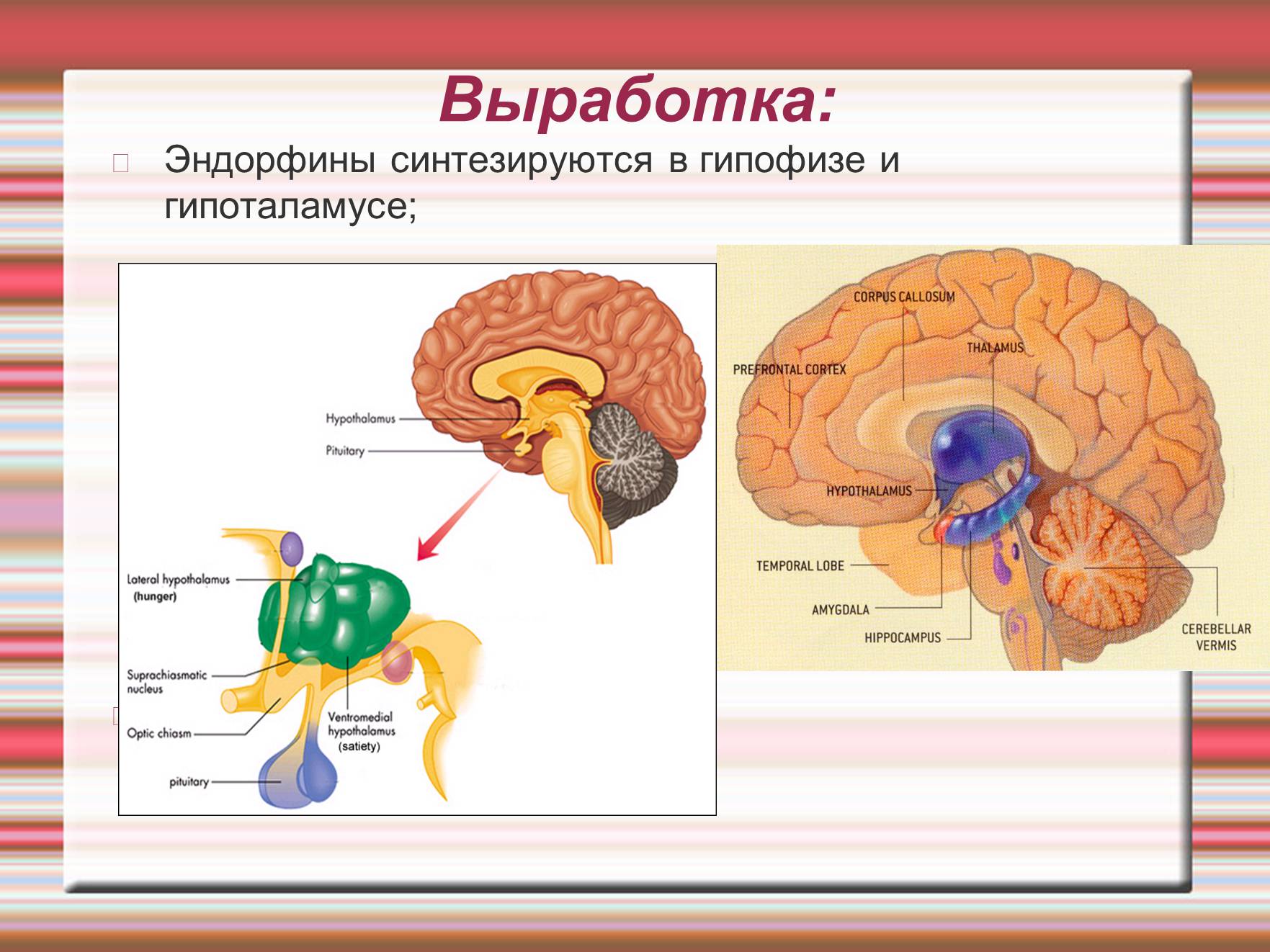 Презентація на тему «Химия эмоций» - Слайд #32