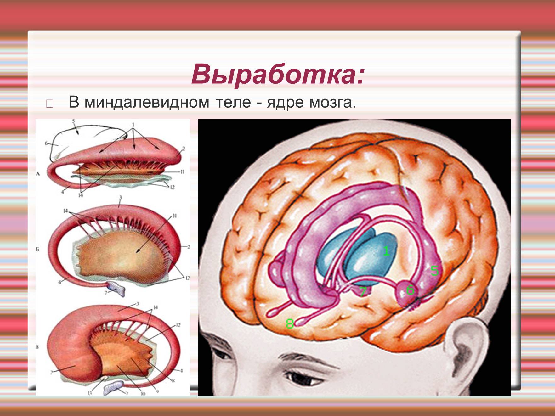 Миндалевидное тело это