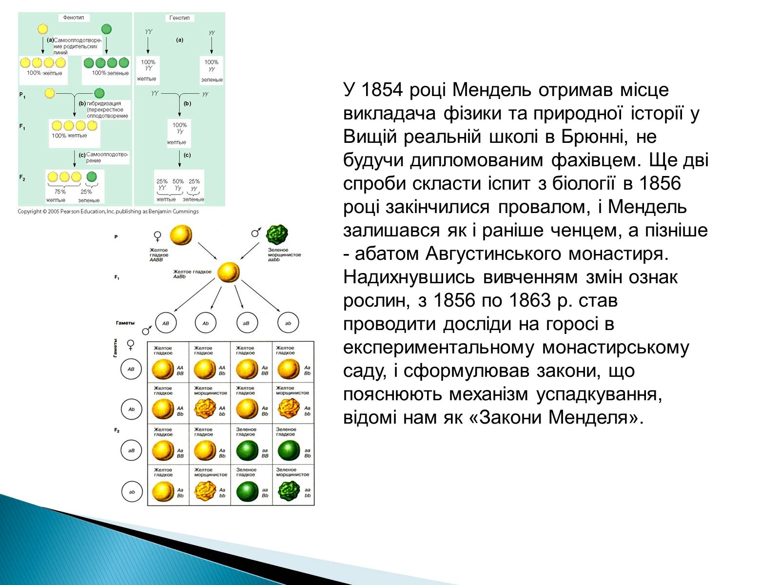 Презентація на тему «Мендель Грегор Йоганн» - Слайд #6