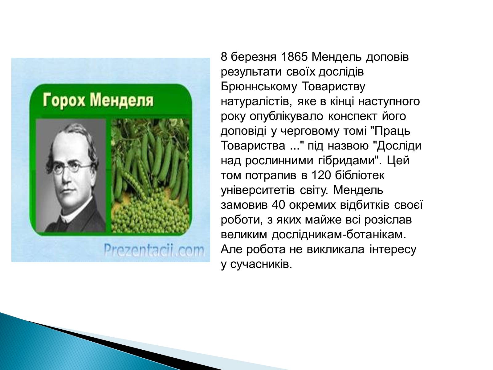 Презентація на тему «Мендель Грегор Йоганн» - Слайд #7